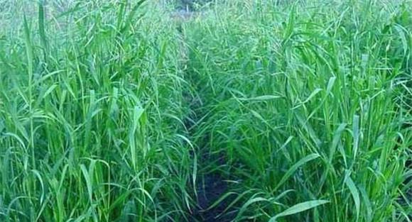 狼尾草种植方法