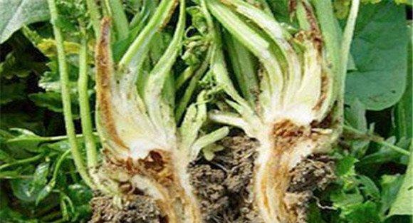 芹菜烂心是什么原因