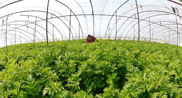 芹菜烂心打什么药，怎样防治