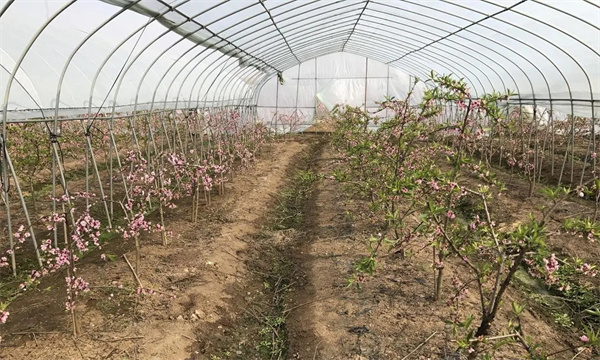 桃树设施栽培对品种有什么要求