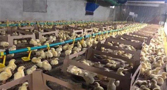 鸡舍光照采用的两种办法
