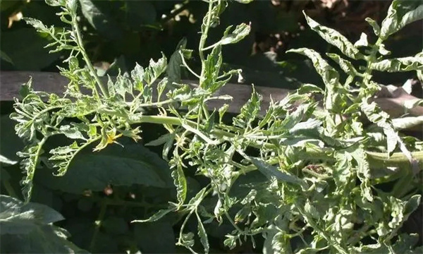 番茄病毒病的防治方法