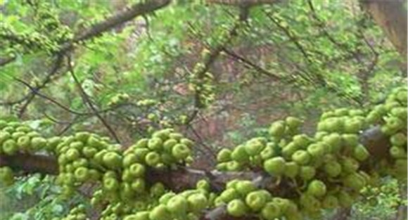 无花果的生长习性