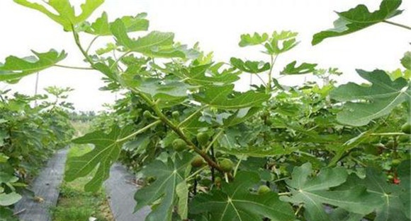 无花果苗的栽培与管理