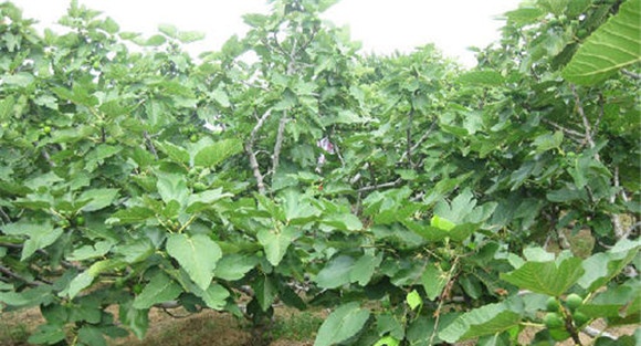 无花果的田间管理要点