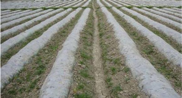 烤烟地膜覆盖技术 烤烟地膜覆盖有几种方法