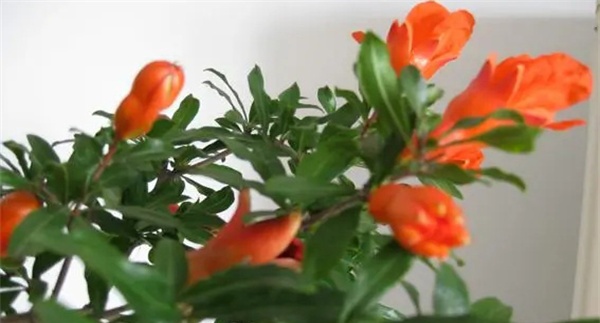 石榴花的类型