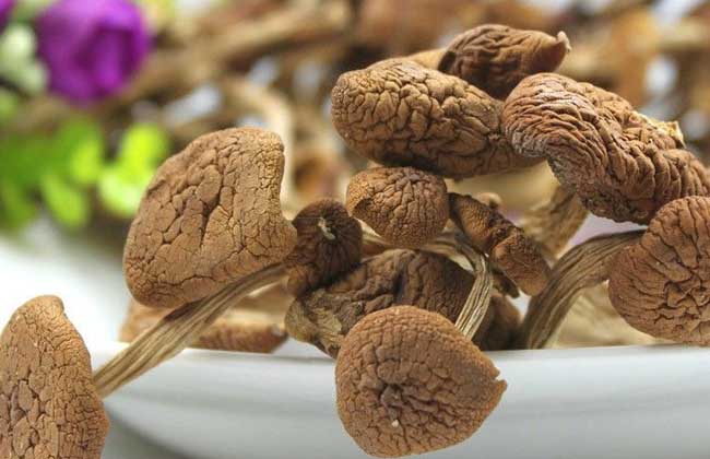 茶树菇的生长条件有哪些