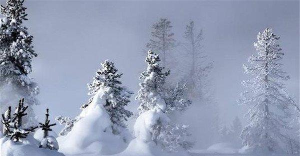 雪松对生长环境的要求