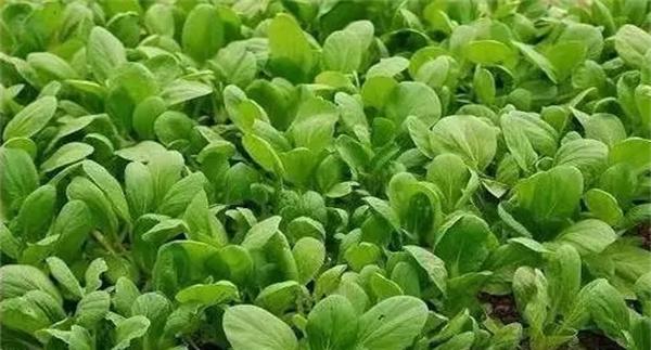 春季油菜