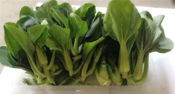 夏季油菜