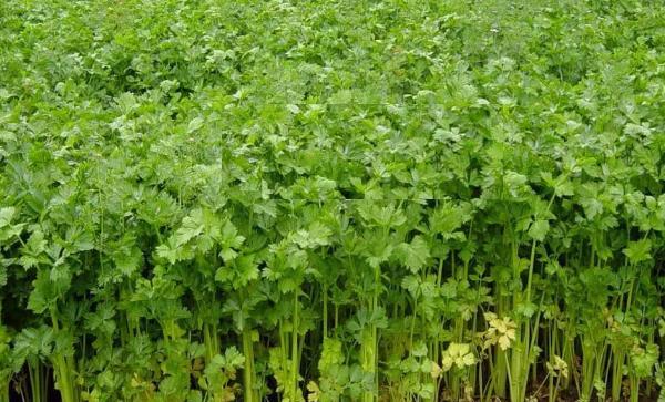 芹菜用什么肥料合适