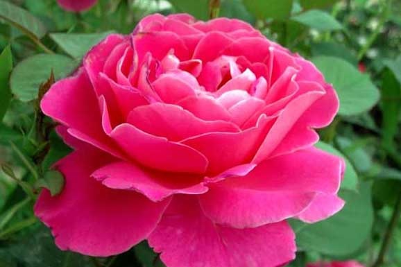 月季花的养殖方法图片