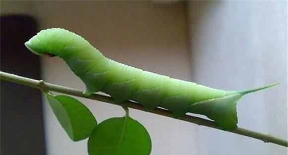 菜青虫