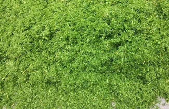 玉米秸秆青储技术