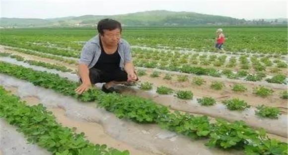 花生前期的田间管理措施