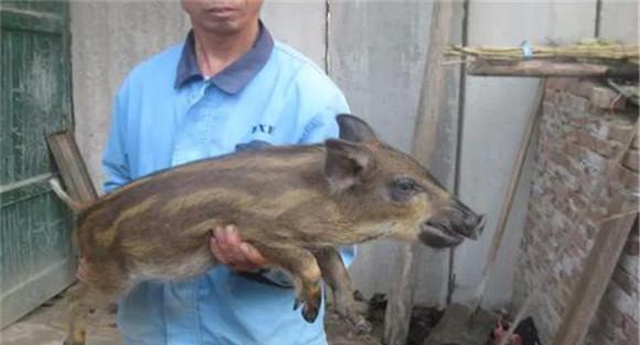 野猪的疾病防治