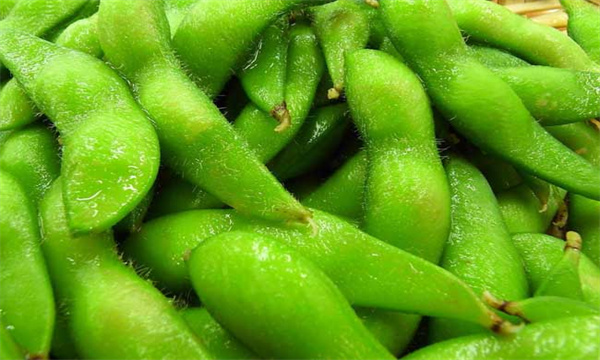 黄豆和毛豆是不是一种东西