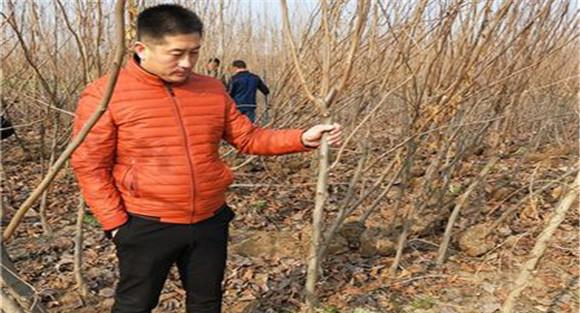 柿树种植方法
