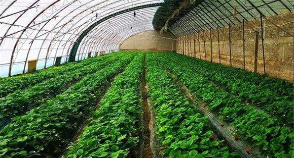 草莓栽培及管理技术要点