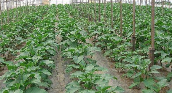 温室茄子的定植方法