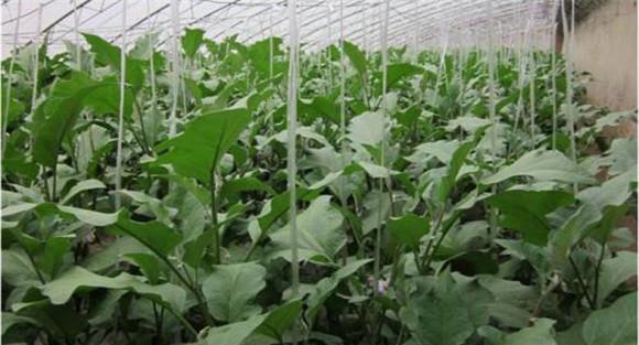 温室茄子定植后的管理技术