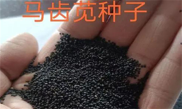 种子处理