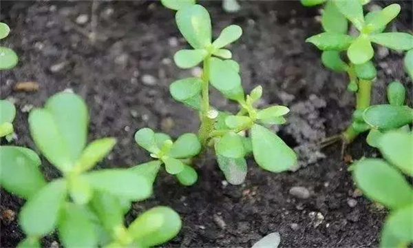 定植