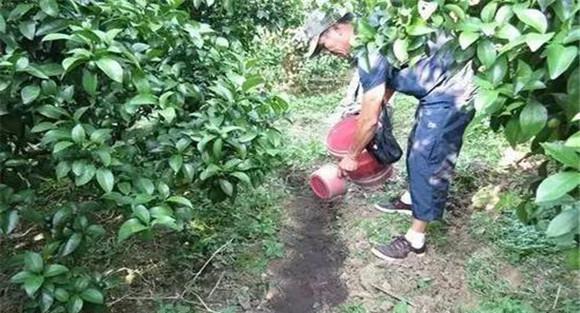柑桔树的施肥方法