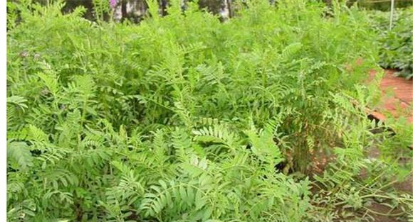 绿肥种植技术要点及需注意事项