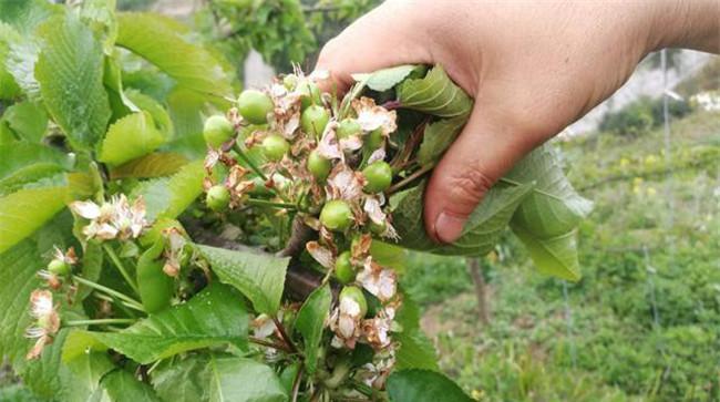 樱桃膨果期管理要点