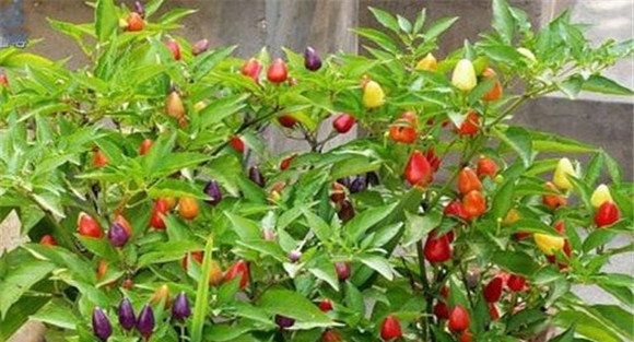 五彩椒种植时间