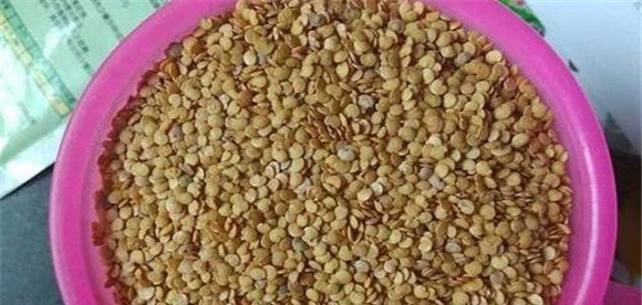 茄子的催芽与播种技术