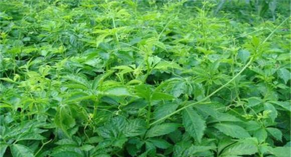 绞股蓝种植技术要点