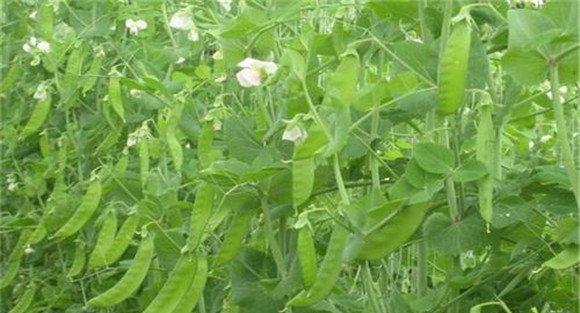 豌豆的种植时间