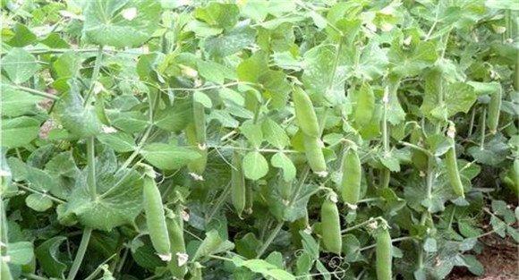 豌豆种植技术与管理技术要点