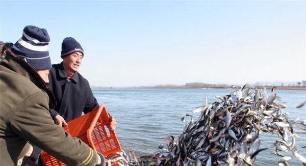 什么时间放养鱼种较好