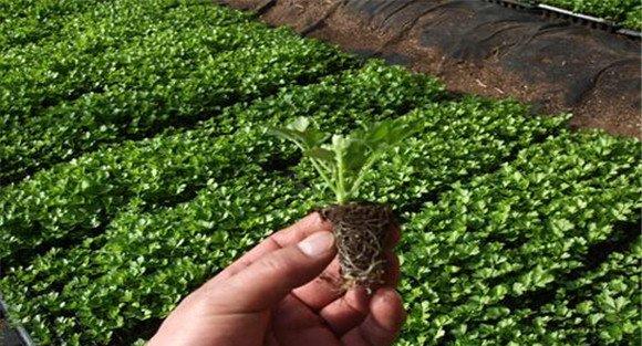 芹菜育苗管理技术