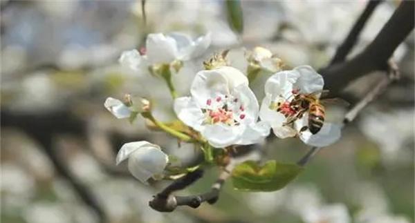梨树花期怎样放蜂