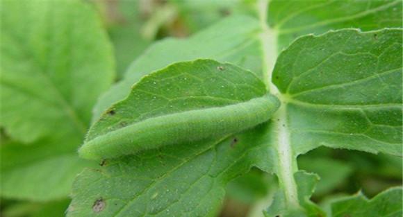 菜青虫防治方法