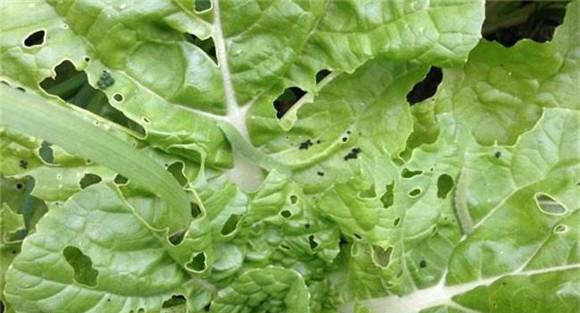 防治菜青虫的农业措施