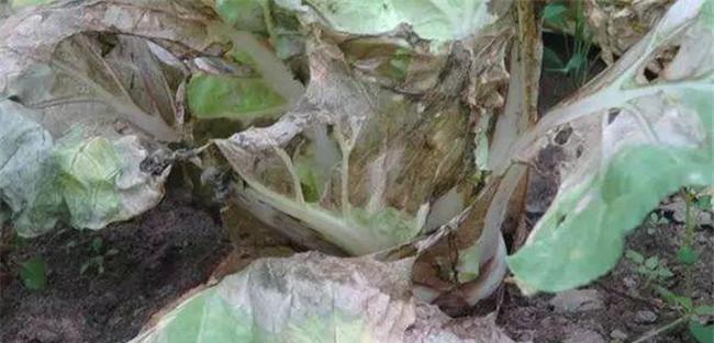 白菜腐烂病用什么药治