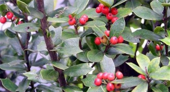 构骨的种植技术要点