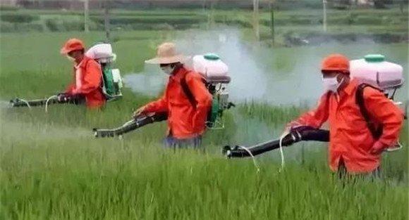 水稻稻秧多效唑的使用方法及注意事项