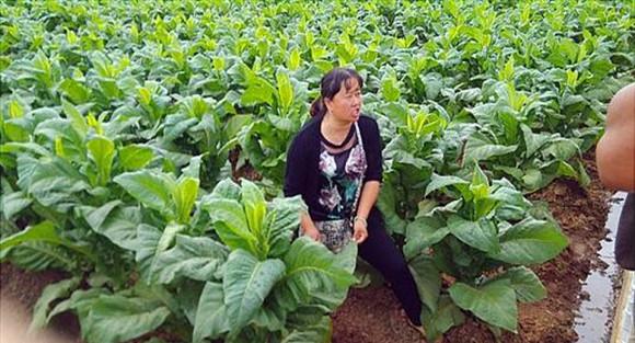 烤烟口肥如何施肥