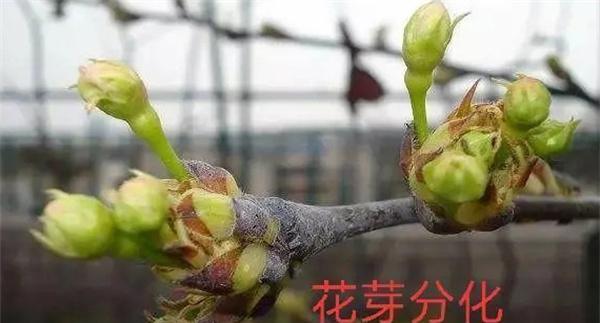 梨树开花结果有什么特点