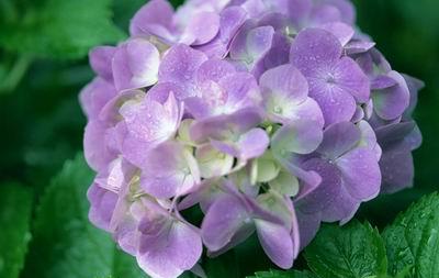 八仙花养殖方法