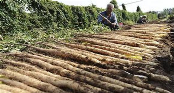 山药怎么种植 山药栽培技术要点