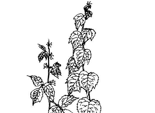 花卉的功效与作用