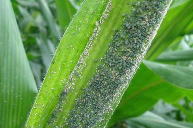 玉米蚜虫的危害特点、发生规律与防治方法
